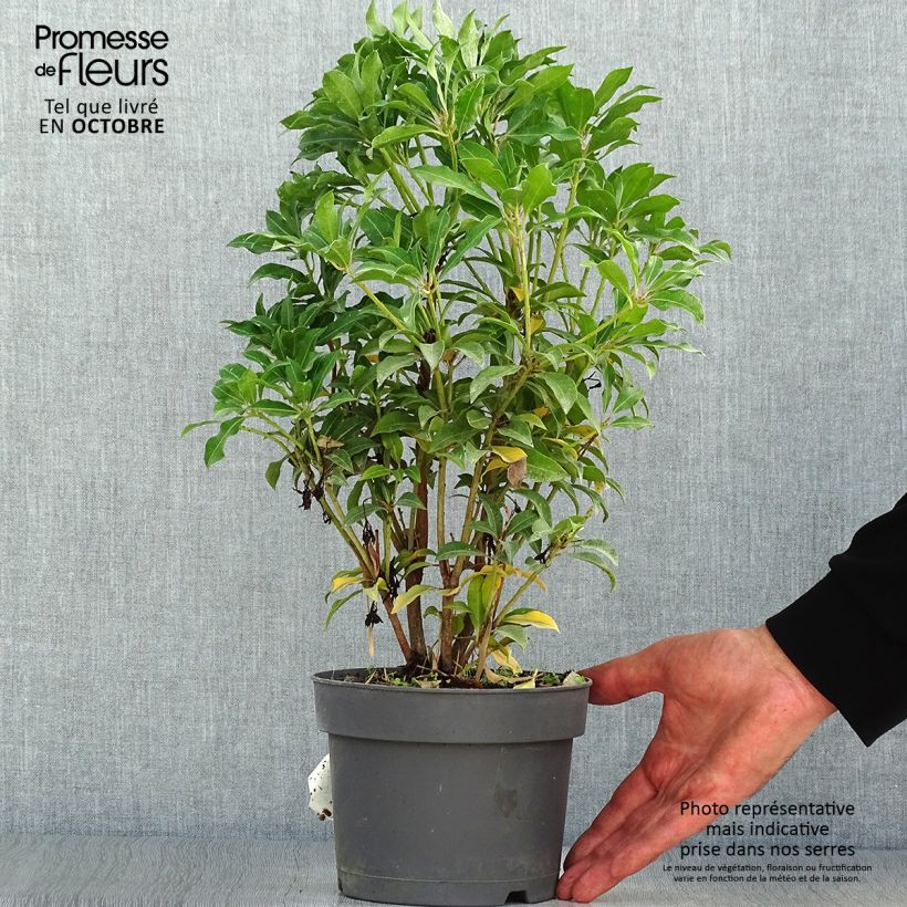 Exemplar von Schattenglöckchen Mountain Fire - Pieris japonica Topf mit 2L/3L wie im Herbst geliefert