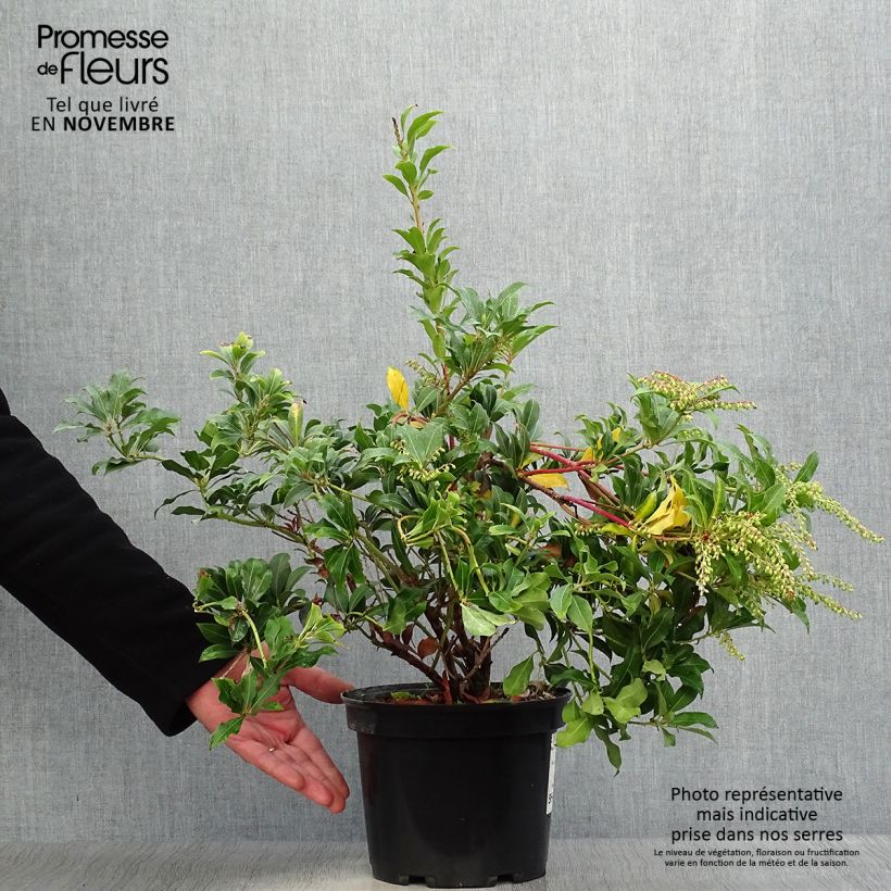 Exemplar von Schattenglöckchen Mountain Fire - Pieris japonica Topf mit 4L/5L wie im Herbst geliefert