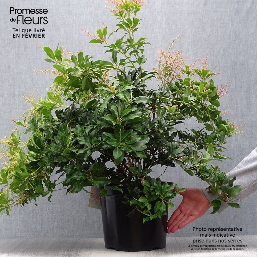 Exemplar von Schattenglöckchen Mountain Fire - Pieris japonica Topf mit 7,5L/10L wie im Herbst geliefert