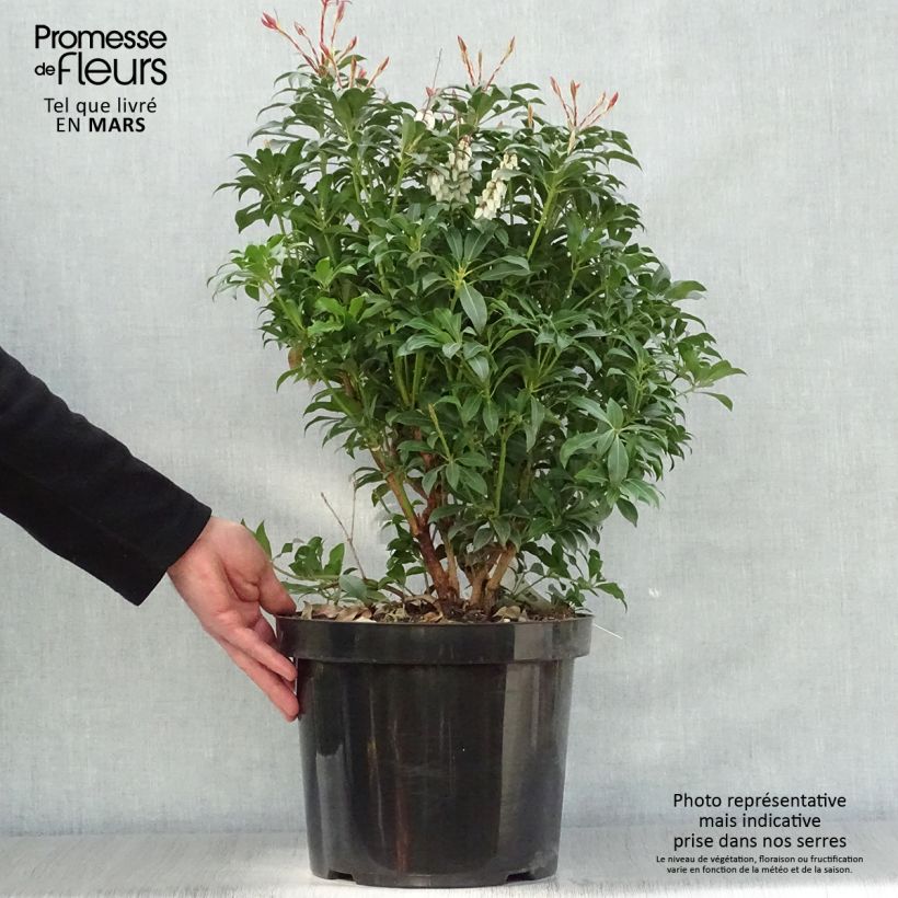 Exemplar von Schattenglöckchen Mountain Fire - Pieris japonica Topf mit 7,5L/10L wie im Frühjahr geliefert
