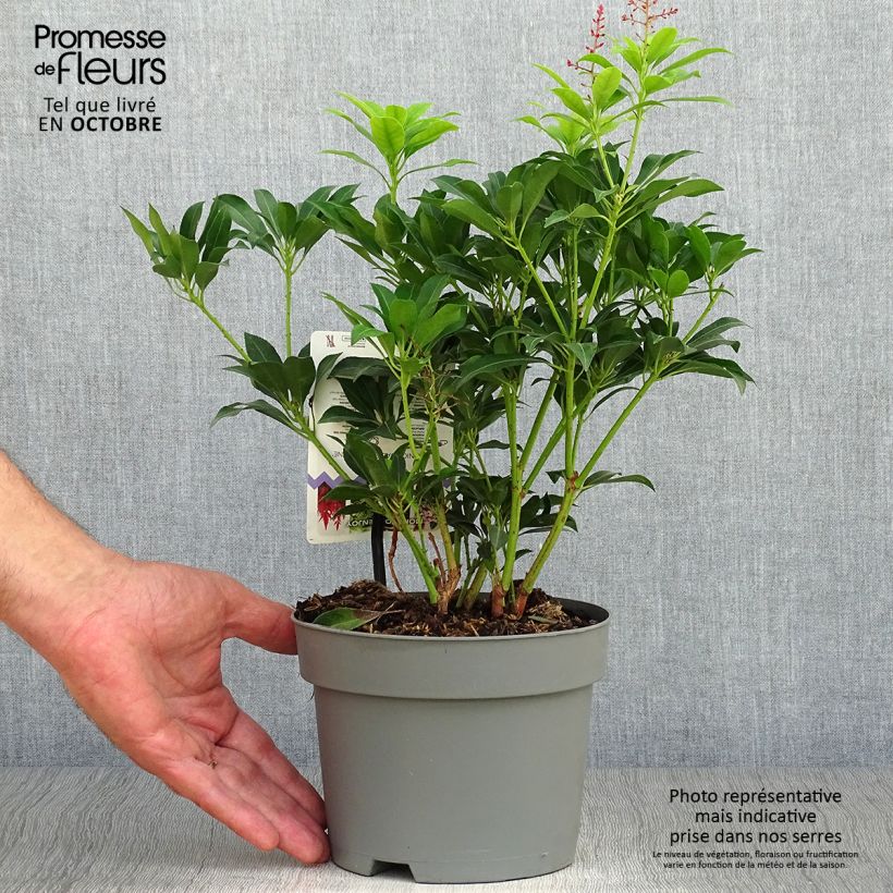 Exemplar von Schattenglöckchen Valley Valentine - Pieris japonica Topf mit 2L/3L wie im Herbst geliefert
