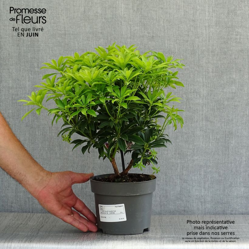 Exemplar von Schattenglöckchen Valley Valentine - Pieris japonica Topf mit 2L/3L wie im Sommer geliefert