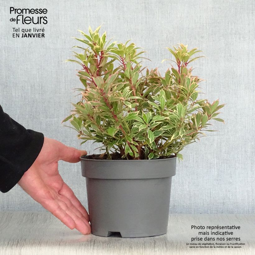 Exemplar von Schattenglöckchen Carnaval - Pieris japonica Topf mit 2L/3L wie im Winter geliefert
