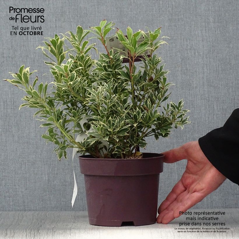 Exemplar von Schattenglöckchen Carnaval - Pieris japonica Topf mit 2L/3L wie im Herbst geliefert