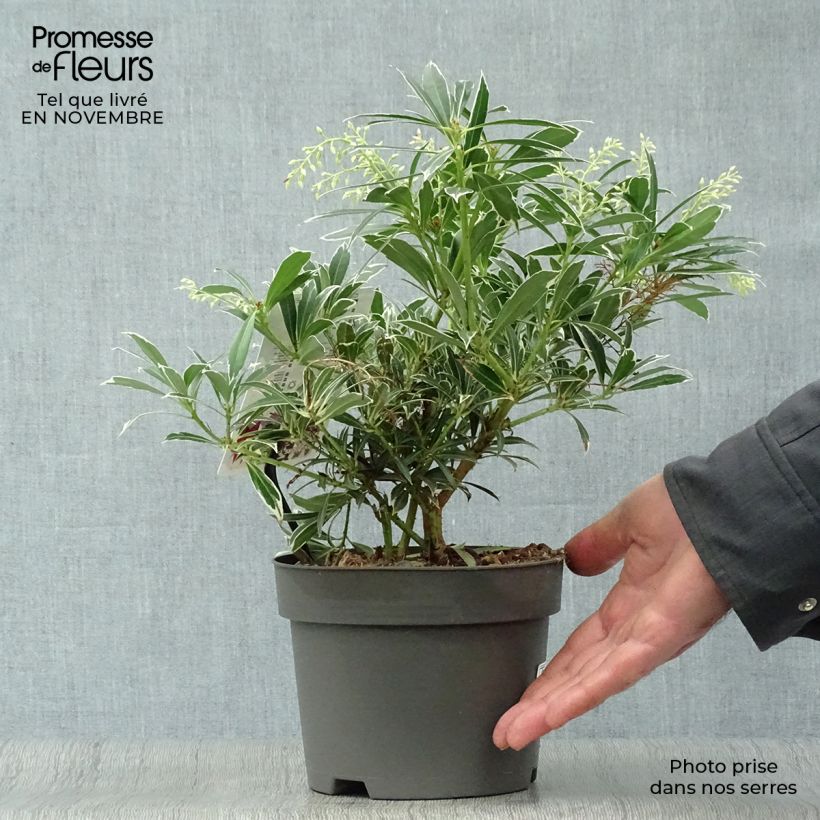 Exemplar von Schattenglöckchen Flaming Silver - Pieris japonica Topf mit 2L/3L wie im Herbst geliefert
