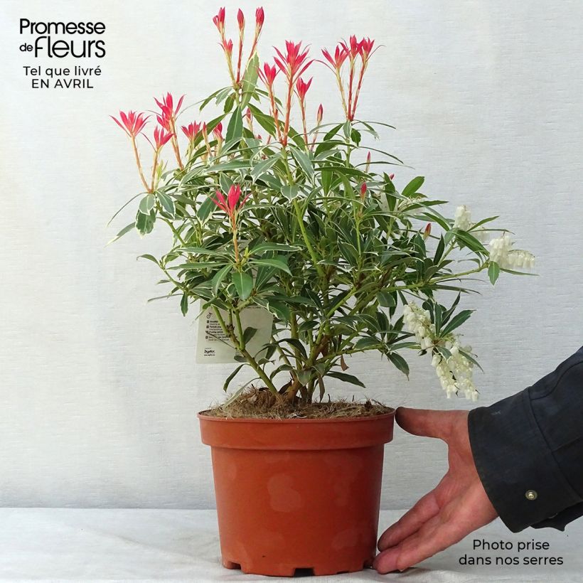 Exemplar von Schattenglöckchen Flaming Silver - Pieris japonica Topf mit 2L/3L wie im Frühjahr geliefert