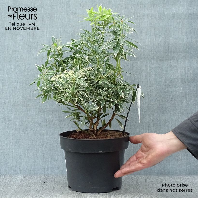 Exemplar von Schattenglöckchen Flaming Silver - Pieris japonica Topf mit 4L/5L wie im Herbst geliefert