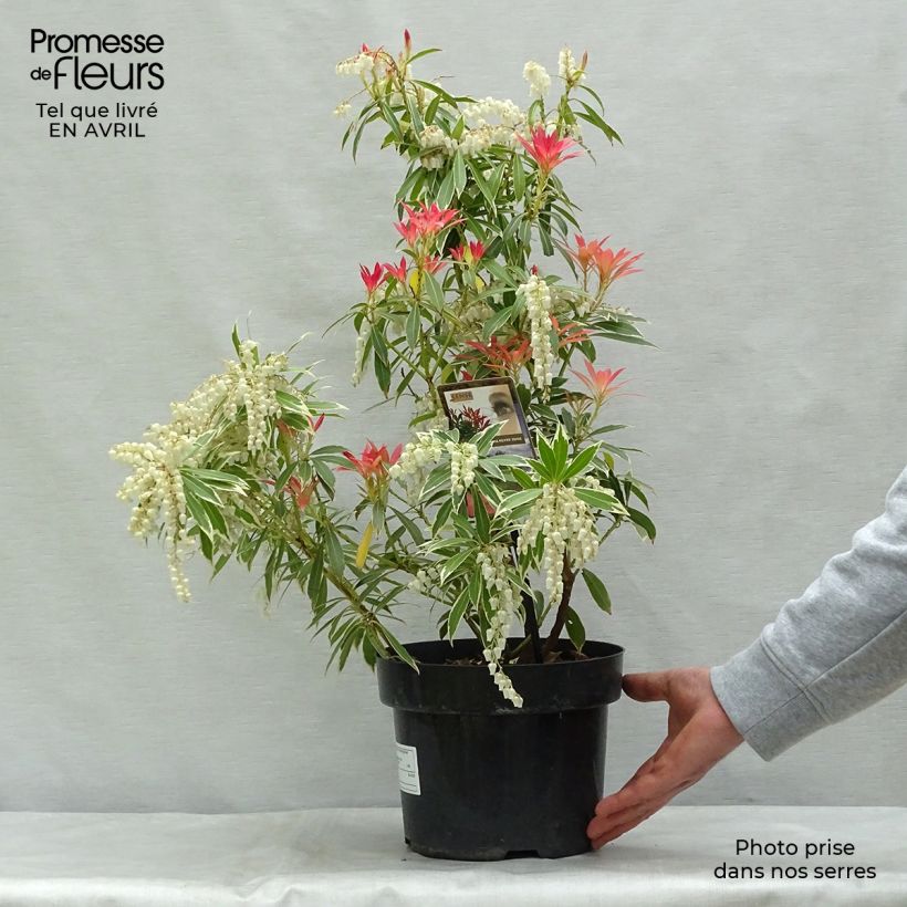 Exemplar von Schattenglöckchen Flaming Silver - Pieris japonica Topf mit 4L/5L wie im Frühjahr geliefert