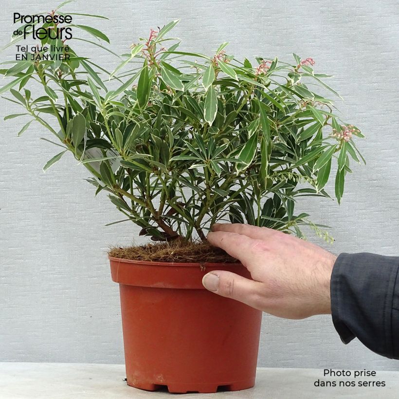 Exemplar von Schattenglöckchen Flaming Silver - Pieris japonica Topf mit 4L/5L wie im Winter geliefert