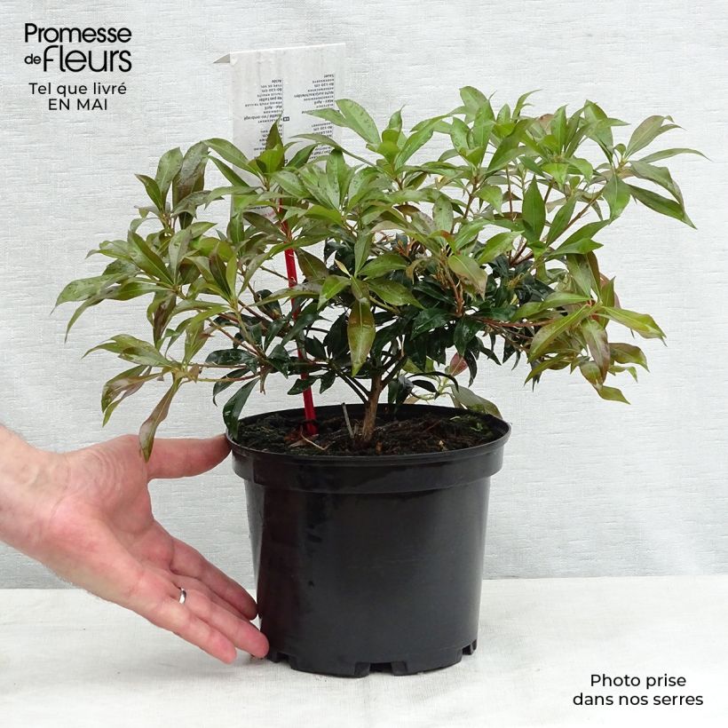 Exemplar von Schattenglöckchen Katsura - Pieris japonica Topf mit 2L/3L wie im Frühjahr geliefert