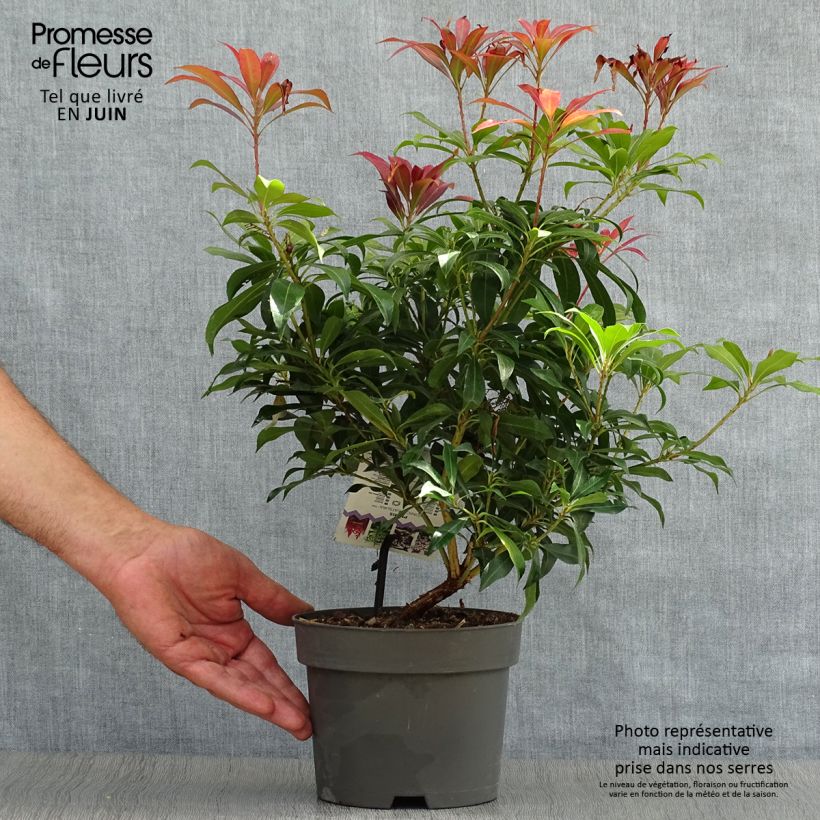 Exemplar von Schattenglöckchen Katsura - Pieris japonica Topf mit 2L/3L wie im Sommer geliefert