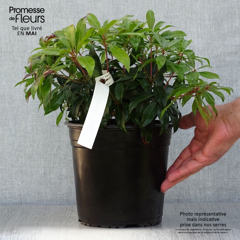 Exemplar von Schattenglöckchen Katsura - Pieris japonica Topf mit 4L/5L wie im Frühjahr geliefert