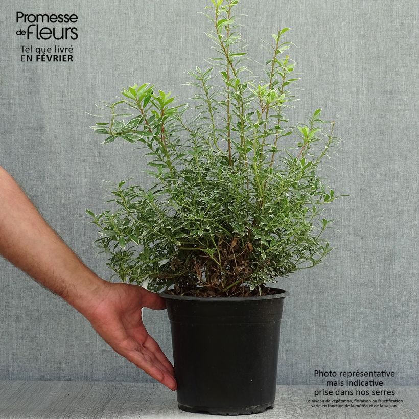 Exemplar von Schattenglöckchen Little Goldy - Pieris japonica Topf mit 4L/5L wie im Herbst geliefert