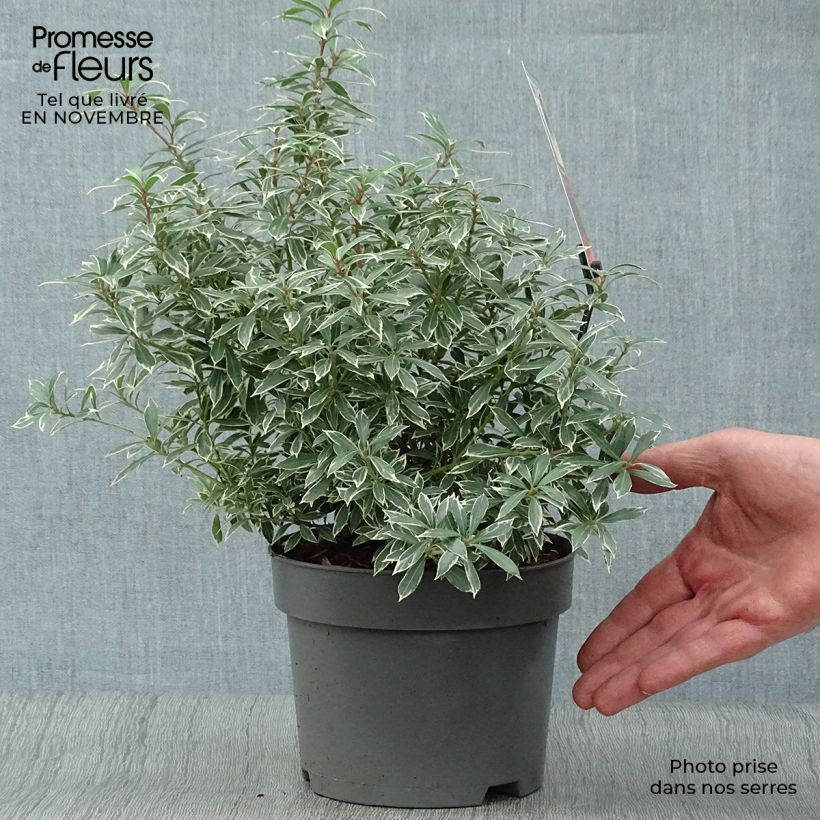 Exemplar von Schattenglöckchen Little Heath - Pieris japonica Topf mit 2L/3L wie im Herbst geliefert