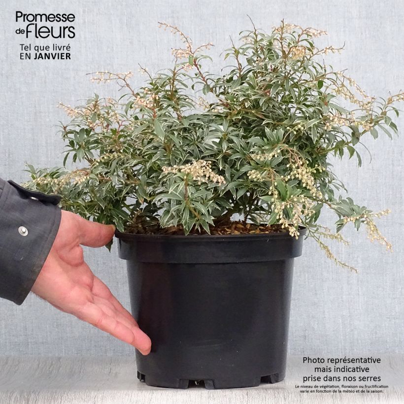 Exemplar von Schattenglöckchen Little Heath - Pieris japonica Topf mit 4L/5L wie im Winter geliefert