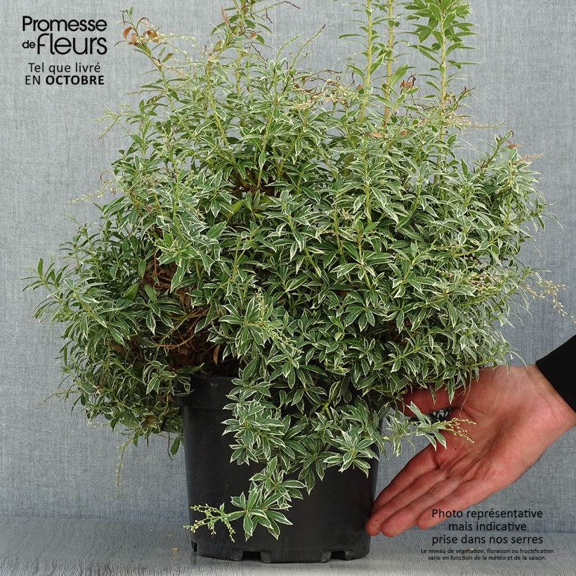 Exemplar von Schattenglöckchen Little Heath - Pieris japonica Topf mit 4L/5L wie im Herbst geliefert