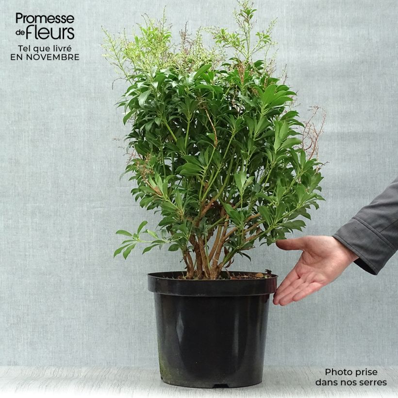 Exemplar von Schattenglöckchen Passion - Pieris japonica Topf mit 6L/7L wie im Herbst geliefert