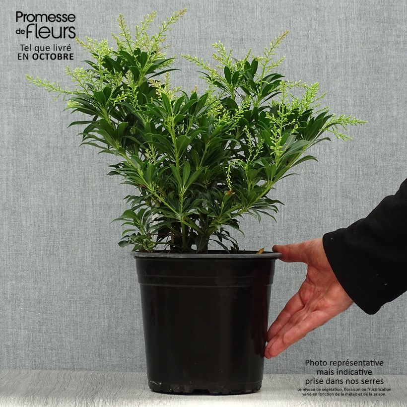 Exemplar von Schattenglöckchen Purity - Pieris japonica Topf mit 3L/4L wie im Herbst geliefert
