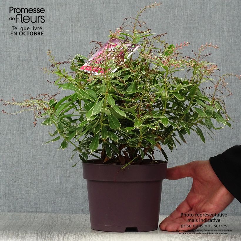 Exemplar von Schattenglöckchen Ralto Rose - Pieris japonica Topf mit 2L/3L wie im Herbst geliefert