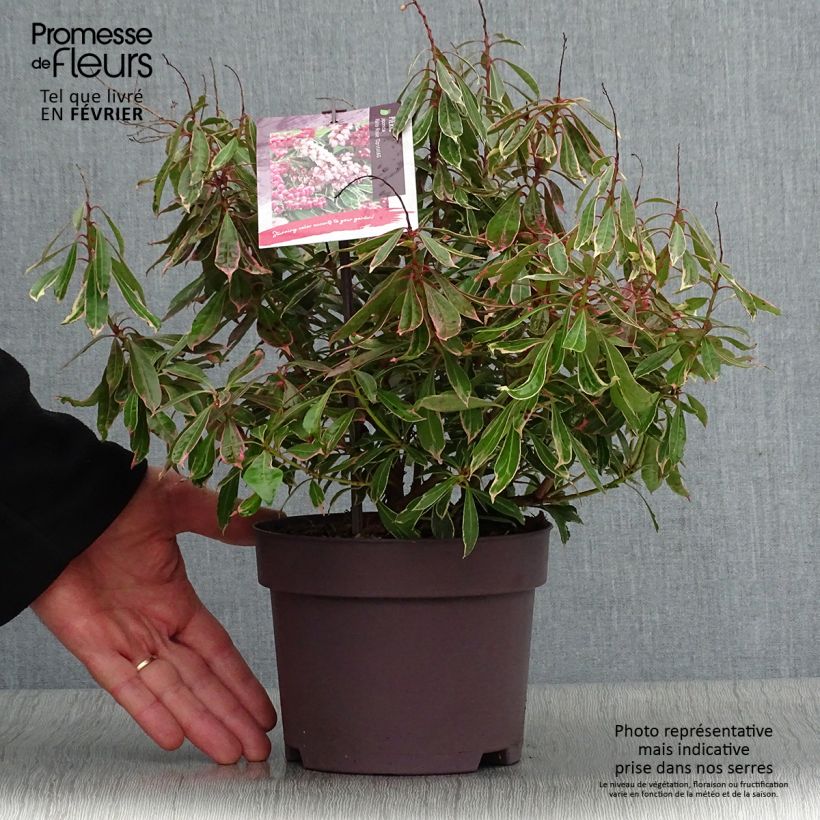 Exemplar von Schattenglöckchen Ralto Rose - Pieris japonica Topf mit 2L/3L wie im Winter geliefert