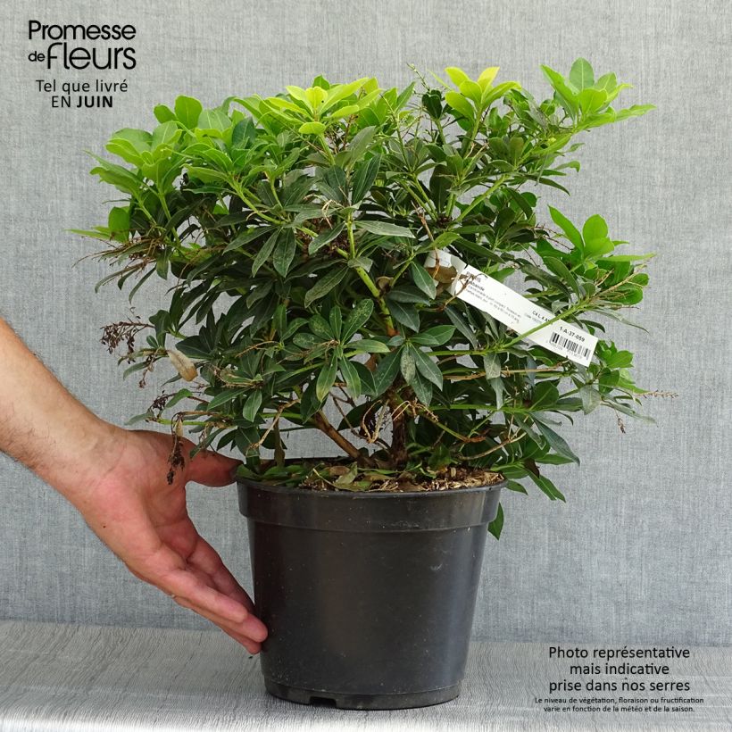 Exemplar von Schattenglöckchen Sarabande - Pieris japonica Topf mit 3L/4L wie im Sommer geliefert