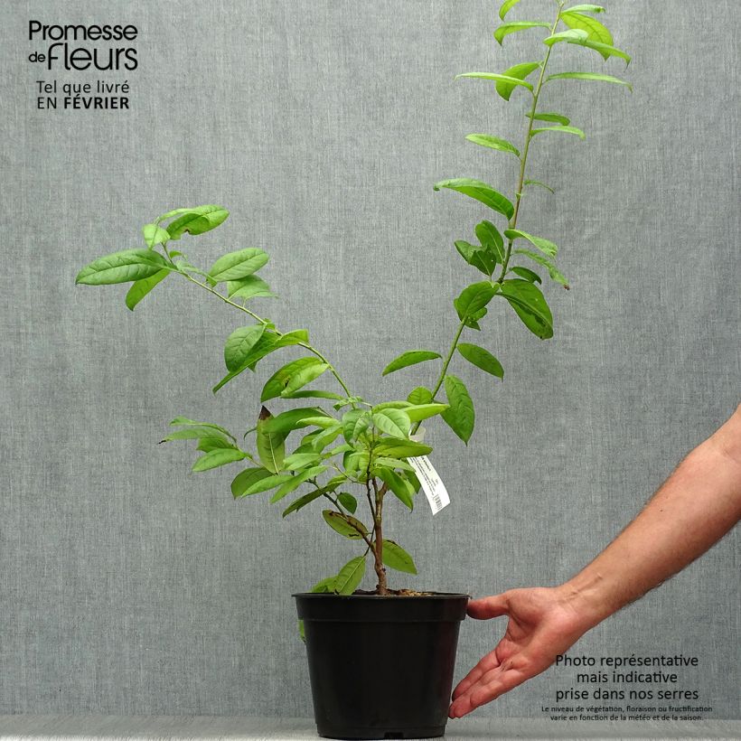 Exemplar von Oxydendron arboreum - Sauerbaum Topf mit 4L/5L wie im Herbst geliefert
