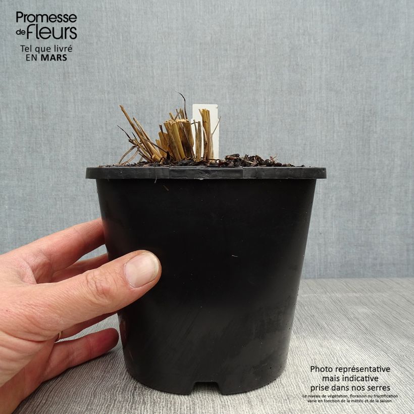 Exemplar von Andropogon gerardii Blackhawks - Bartgras, Gambagras Topf mit 2L/3L wie im Frühjahr geliefert