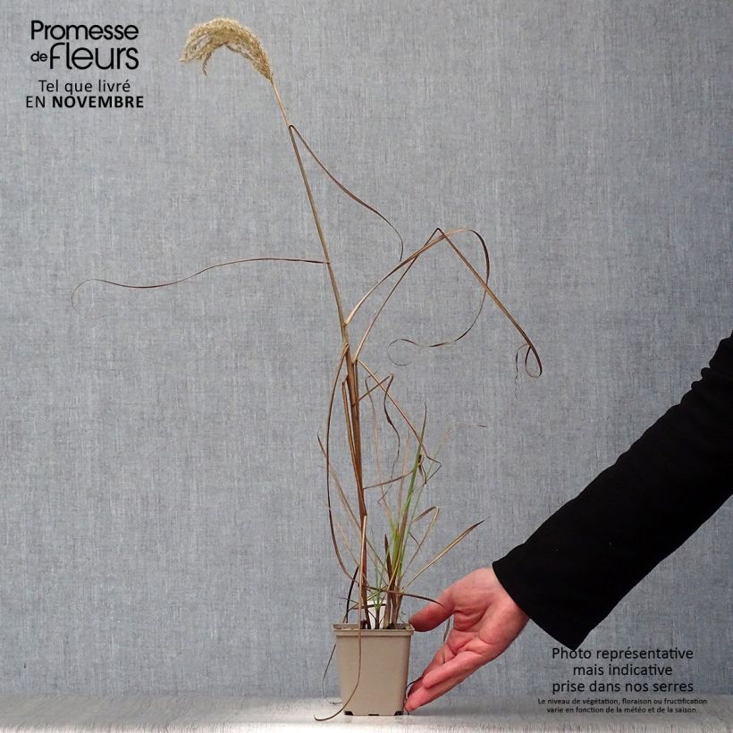 Exemplar von Andropogon gerardii Prairie Sommer - Bartgras, Gambagras Kleine Töpfe von 8/9 cm wie im Herbst geliefert