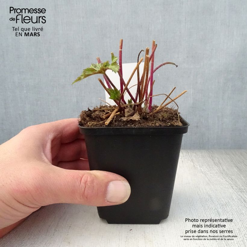 Exemplar von Anemone Ruffled Swan - Herbst-Anemone Kleine Töpfe von 8/9 cm wie im Frühjahr geliefert