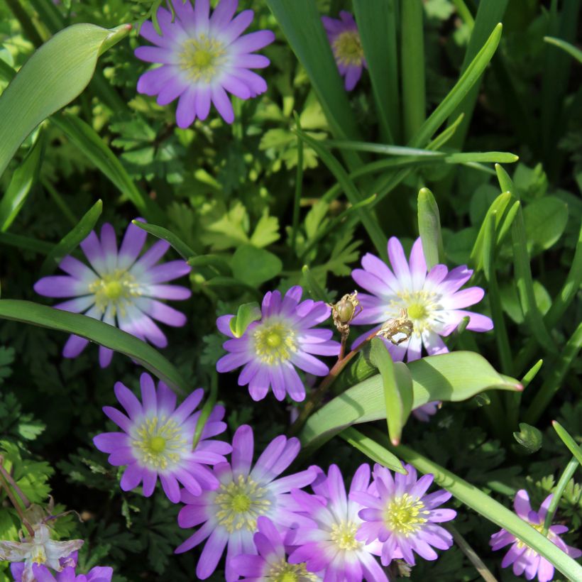 Anemone blanda Charmer - Balkan-Windröschen (Blüte)
