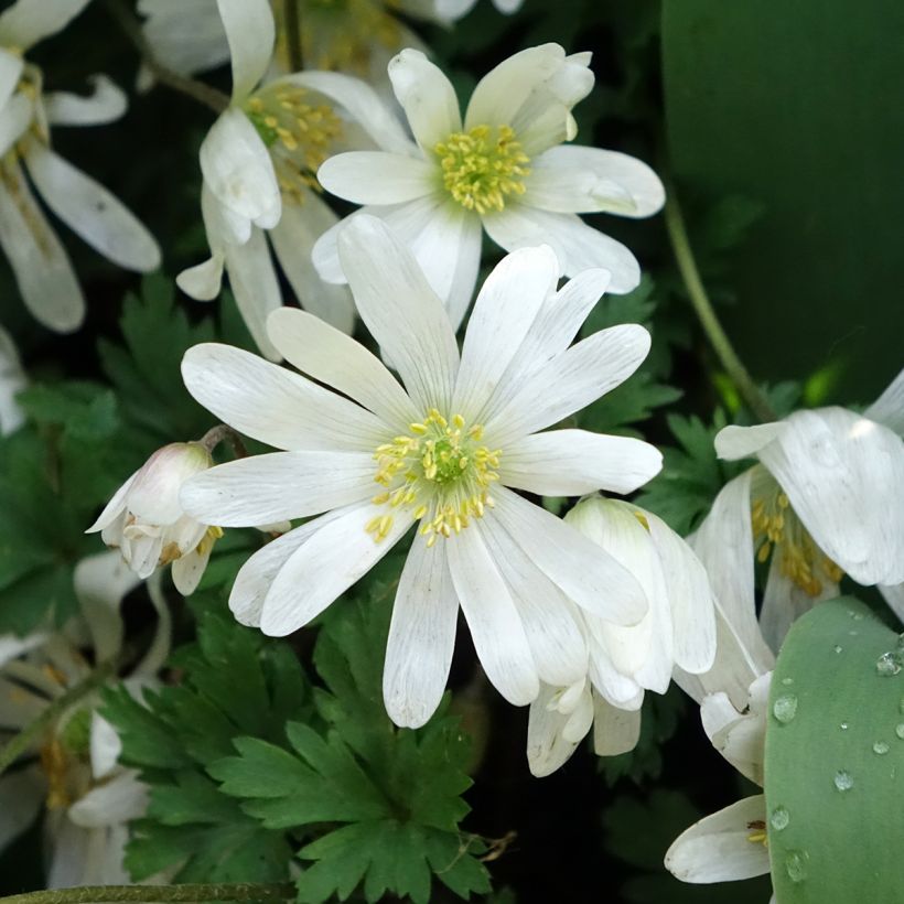 Anemone blanda White Splendour - Balkan-Windröschen (Blüte)