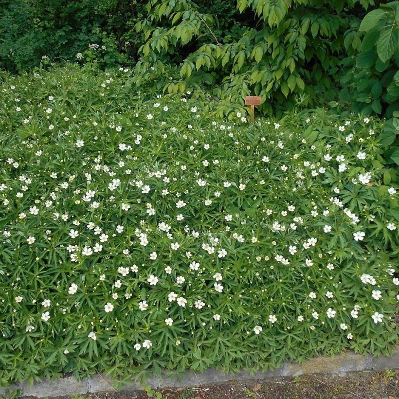 Anemone canadensis - Kanadische Wiesen-Anemone (Hafen)