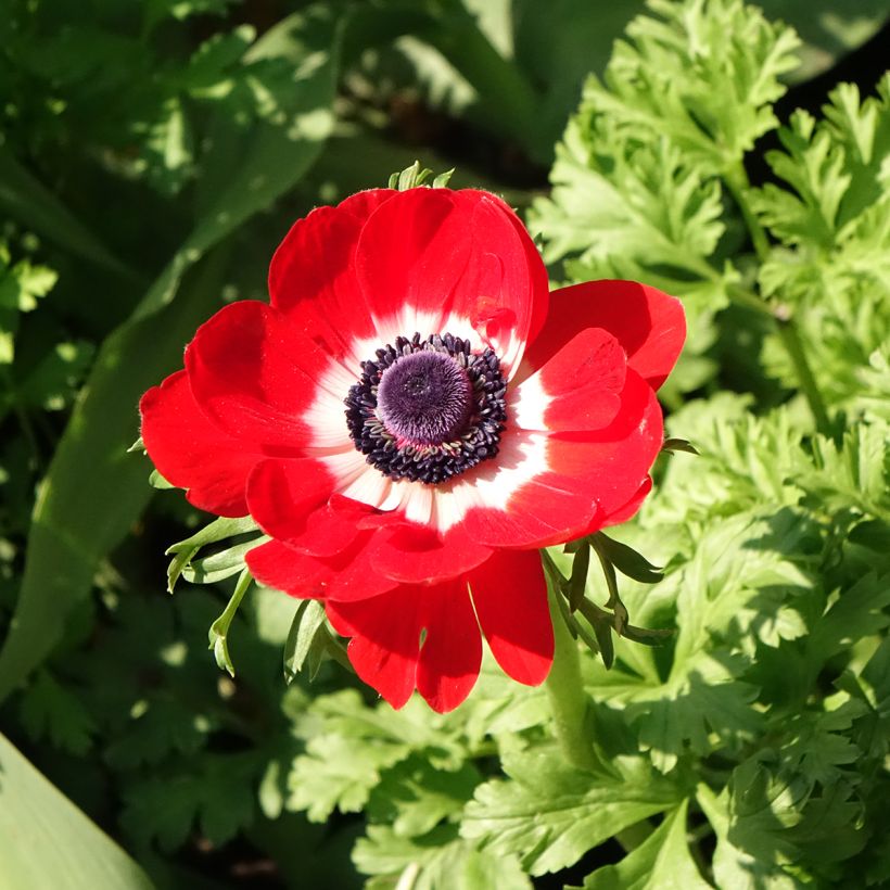 Anemone coronaria Hollandia - Kronen-Anemone (Blüte)
