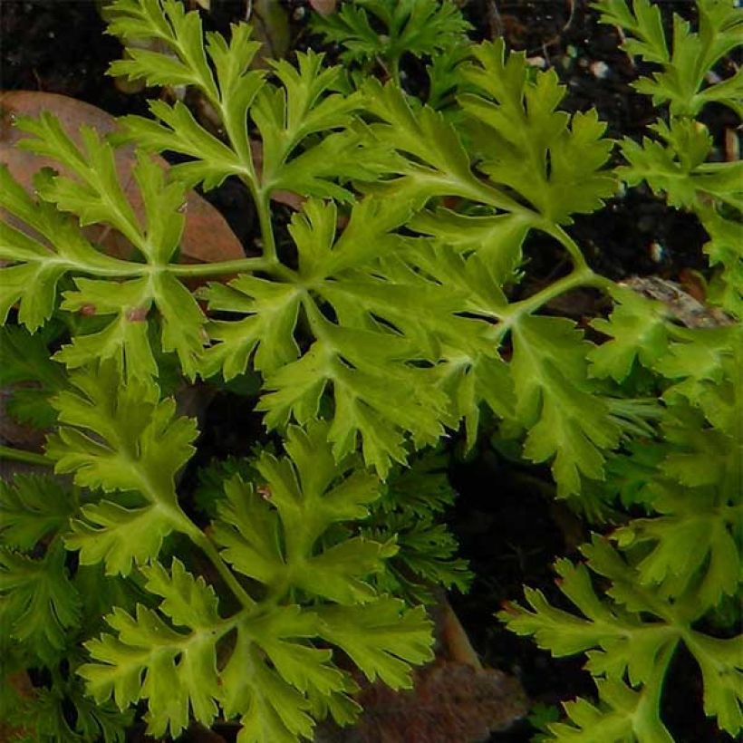 Anemone coronaria Mount Everest - Kronen-Anemone (Laub)