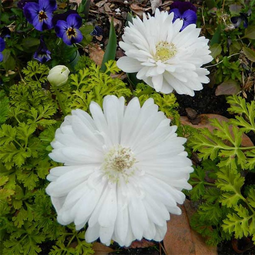 Anemone coronaria Mount Everest - Kronen-Anemone (Blüte)