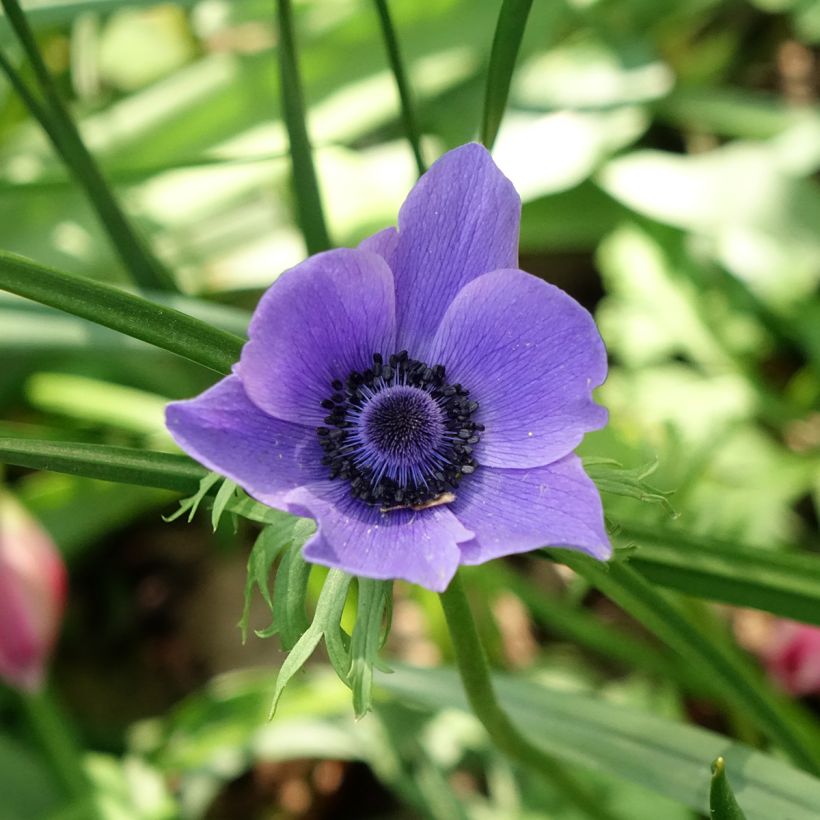 Anemone coronaria Mr Fokker - Kronen-Anemone (Blüte)