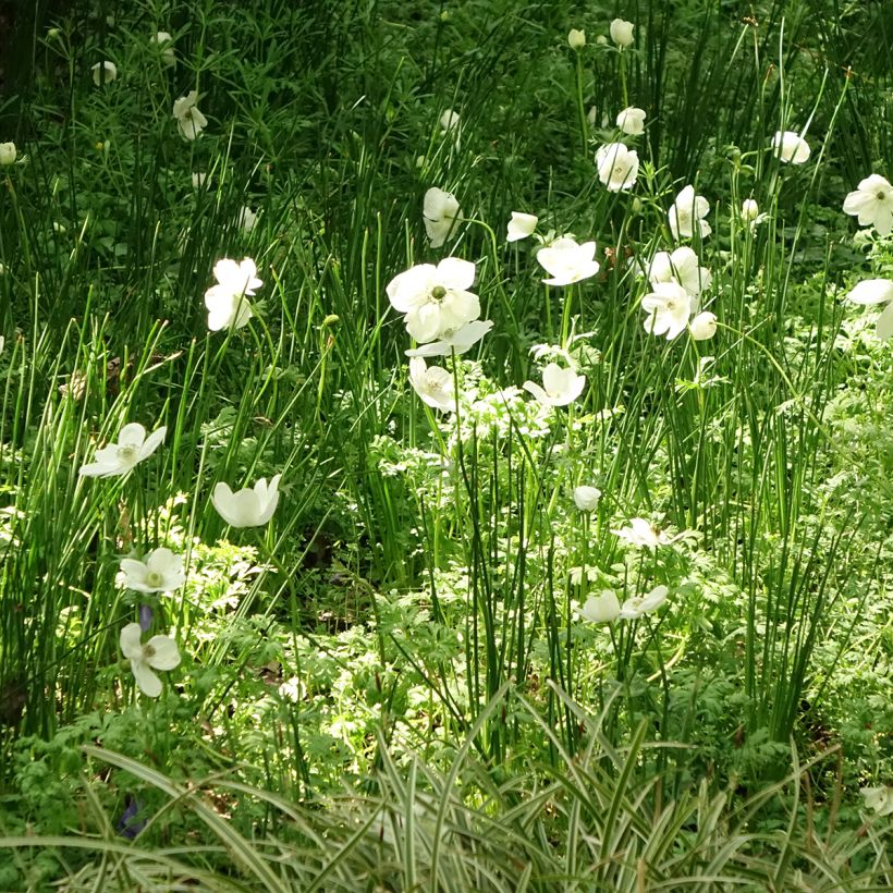Anemone coronaria The Bride - Kronen-Anemone (Hafen)