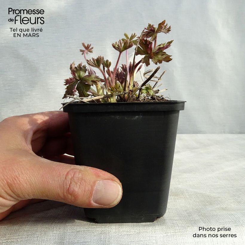 Exemplar von Anemone cylindrica - Prärie-Anemone Kleine Töpfe von 8/9 cm wie im Frühjahr geliefert