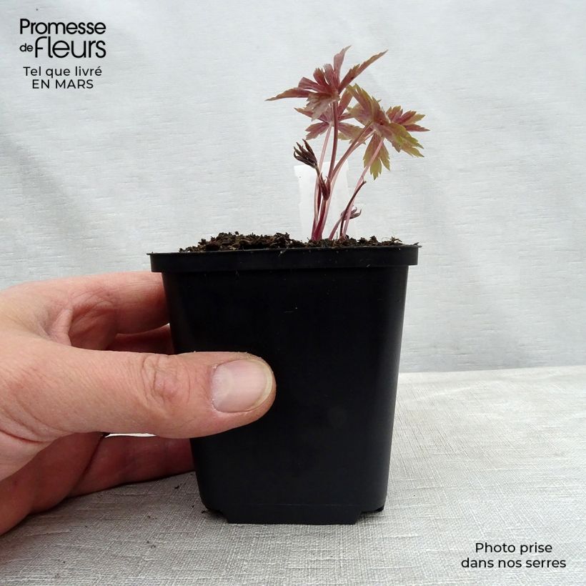 Exemplar von Anemone canadensis - Kanadische Wiesen-Anemone Kleine Töpfe von 8/9 cm wie im Frühjahr geliefert