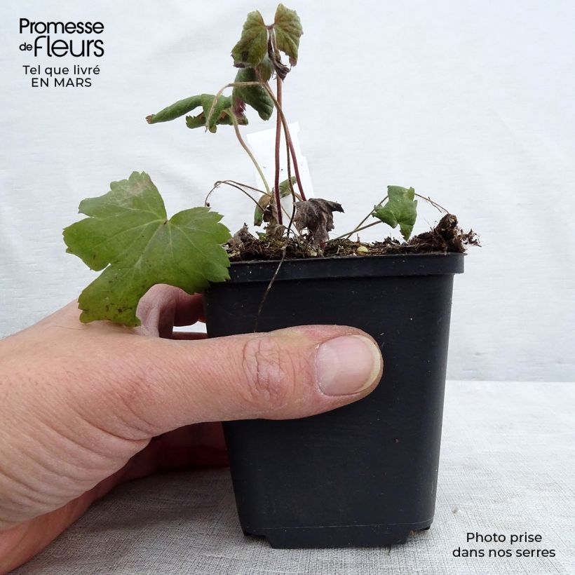 Exemplar von Anemone Bressingham Glow - Japan-Herbst-Anemone Kleine Töpfe von 8/9 cm wie im Frühjahr geliefert