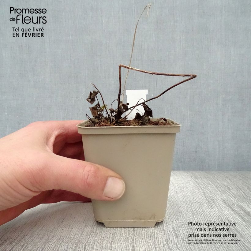 Exemplar von Anemone Bressingham Glow - Japan-Herbst-Anemone Kleine Töpfe von 8/9 cm wie im Winter geliefert