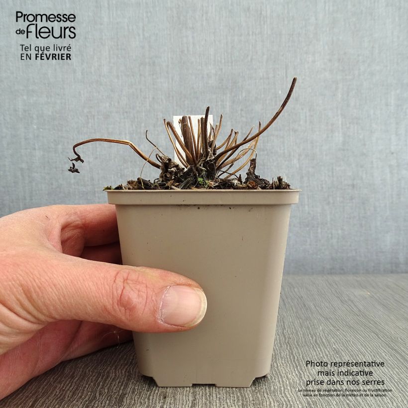 Exemplar von Anemone Fall in Love Sweetly - Japan-Herbst-Anemone Kleine Töpfe von 8/9 cm wie im Winter geliefert