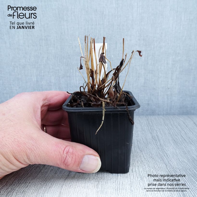 Exemplar von Anemone Fantasy Ariel - Japan-Herbst-Anemone Kleine Töpfe von 8/9 cm wie im Winter geliefert