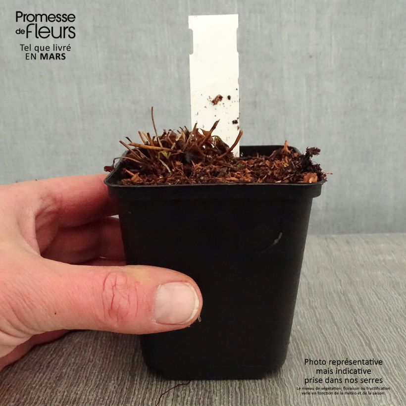 Exemplar von Anemone Fantasy Cinderella - Japan-Herbst-Anemone Kleine Töpfe von 8/9 cm wie im Winter geliefert