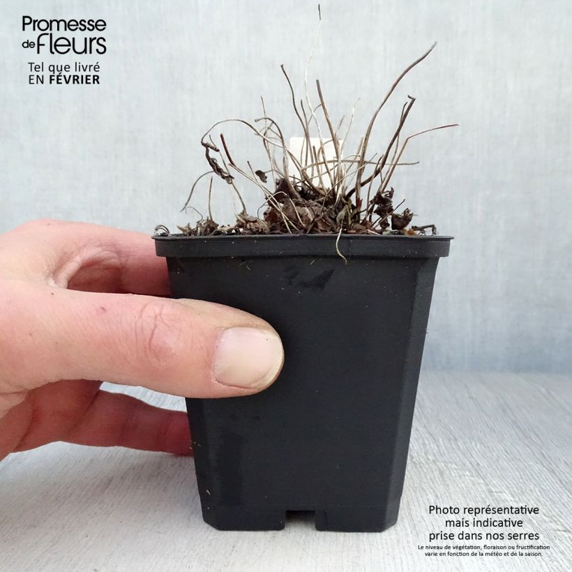 Exemplar von Anemone Fantasy Jasmine - Japan-Herbst-Anemone Kleine Töpfe von 8/9 cm wie im Winter geliefert