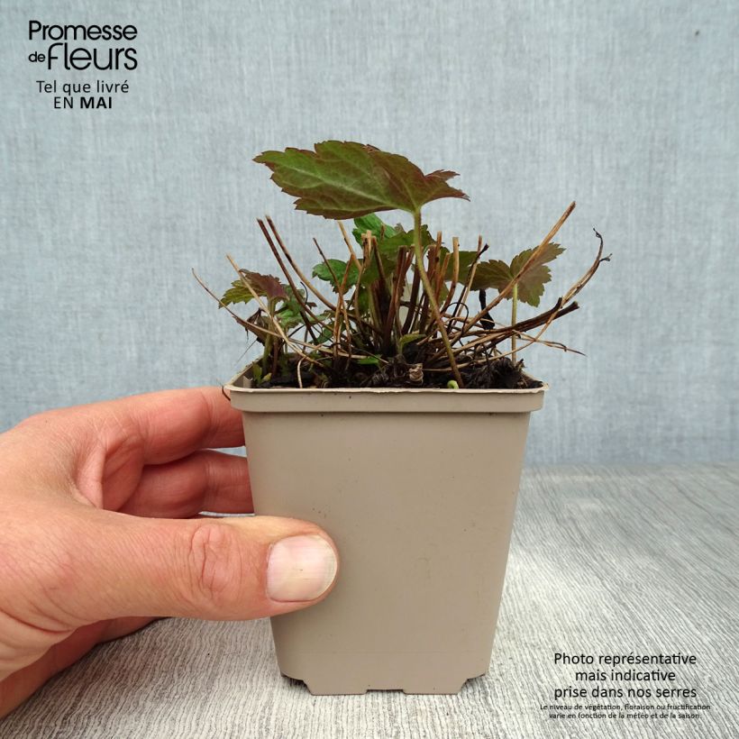 Exemplar von Anemone Fantasy Jasmine - Japan-Herbst-Anemone Kleine Töpfe von 8/9 cm wie im Frühjahr geliefert