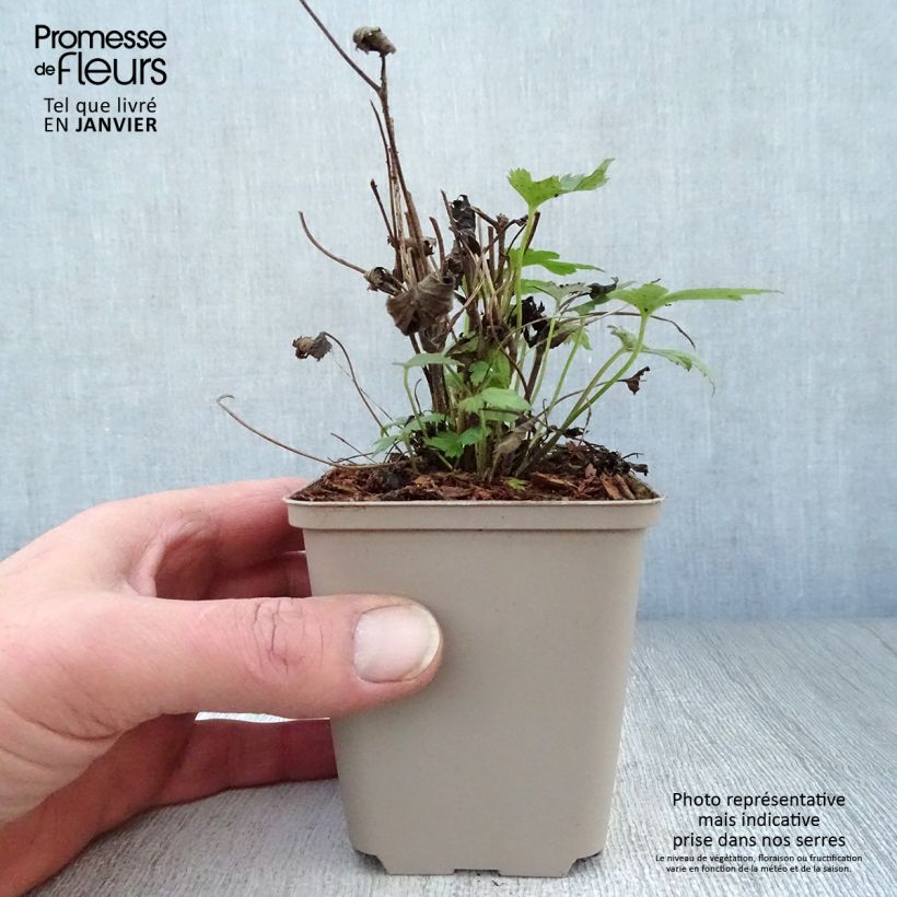 Exemplar von Anemone hupehensis var.japonica Fantasy Pocahontas - Chinesische Herbst-Anemone Kleine Töpfe von 8/9 cm wie im Winter geliefert