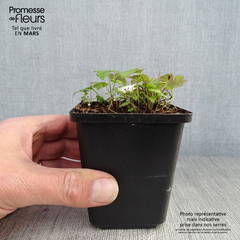 Exemplar von Anemone hupehensis var.japonica Fantasy Pocahontas - Chinesische Herbst-Anemone Kleine Töpfe von 8/9 cm wie im Frühjahr geliefert