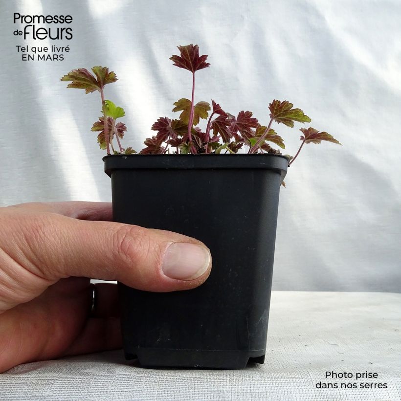 Exemplar von Anemone Little Summer Breeze - Japan-Herbst-Anemone Kleine Töpfe von 8/9 cm wie im Frühjahr geliefert