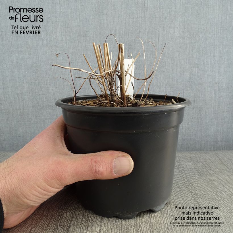 Exemplar von Anemone hupehensis var. japonica Prinz Heinrich - Chinesische Herbst-Anemone Topf mit 2L/3L wie im Winter geliefert